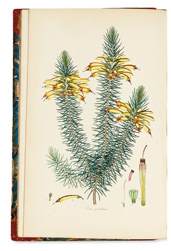 ANDREWS, HENRY CHARLES. Coloured Engravings of Heaths. [Two volumes only.]